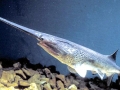 Paddlefish
