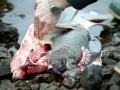 Paddlefish