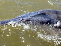 Paddlefish