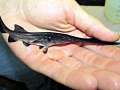 Paddlefish