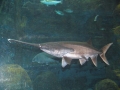 Paddlefish