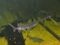 Paddlefish