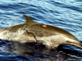 Pantropical Spotted Dolphin