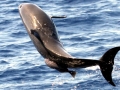 Pantropical Spotted Dolphin