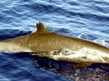 Pantropical Spotted Dolphin