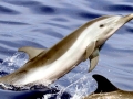 Pantropical Spotted Dolphin