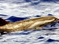 Pantropical Spotted Dolphin