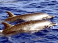 Pantropical Spotted Dolphin