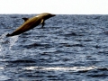 Pantropical Spotted Dolphin