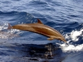Pantropical Spotted Dolphin