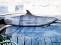 Pantropical Spotted Dolphin