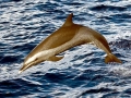 Pantropical Spotted Dolphin