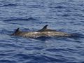 Pantropical Spotted Dolphin