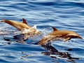 Pantropical Spotted Dolphin
