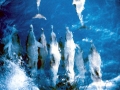 Pantropical Spotted Dolphin