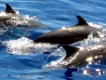 Pantropical Spotted Dolphin