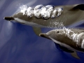 Pantropical Spotted Dolphin