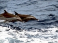 Pantropical Spotted Dolphin