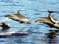 Pantropical Spotted Dolphin
