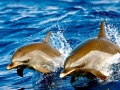 Pantropical Spotted Dolphin
