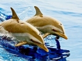 Pantropical Spotted Dolphin