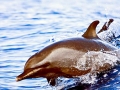 Pantropical Spotted Dolphin