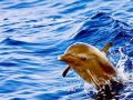 Pantropical Spotted Dolphin