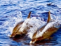 Pantropical Spotted Dolphin