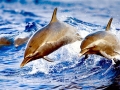 Pantropical Spotted Dolphin
