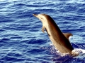 Pantropical Spotted Dolphin