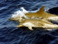 Pantropical Spotted Dolphin