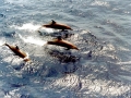 Pantropical Spotted Dolphin