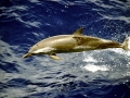 Pantropical Spotted Dolphin