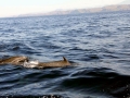Pantropical Spotted Dolphin