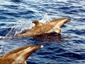 Pantropical Spotted Dolphin