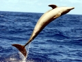 Pantropical Spotted Dolphin