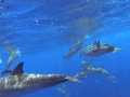 Pantropical Spotted Dolphin
