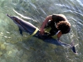 Pantropical Spotted Dolphin