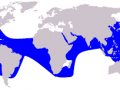Pantropical Spotted Dolphin