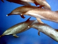 Pantropical Spotted Dolphin
