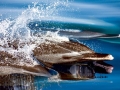 Pantropical Spotted Dolphin