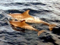 Pantropical Spotted Dolphin
