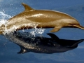 Pantropical Spotted Dolphin