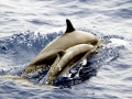 Pantropical Spotted Dolphin