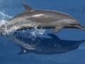 Pantropical Spotted Dolphin