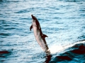Pantropical Spotted Dolphin