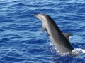 Pantropical Spotted Dolphin