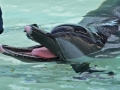 Pantropical Spotted Dolphin
