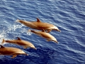 Pantropical Spotted Dolphin