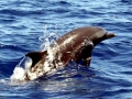 Pantropical Spotted Dolphin